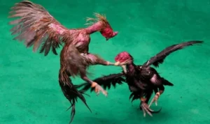 Đá Gà GA28 Tại 9Club