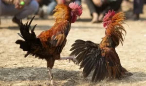 Đá Gà WS168 Tại 9Club