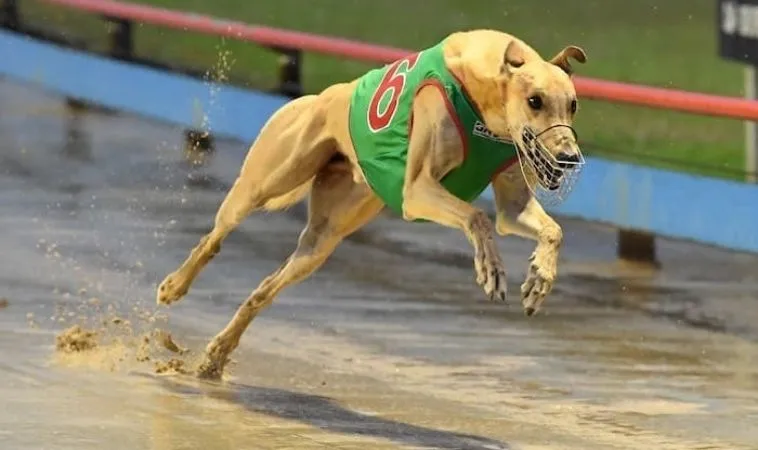 Bí Kíp Chơi Game Nhanh Đua Chó Tại 9Club Hốt Bạc Triệu 1 Đua Chó Tại 9Club